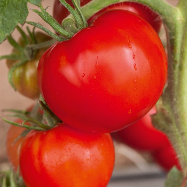 Tomate 'Saint Pierre' - Solanum lycopersicum saint pierre - Saatgut