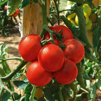 Tomate Montfavet 63/5 F1 - Solanum lycopersicum montfavet 63/5 f1 (obt. inra) - Gemüsegarten