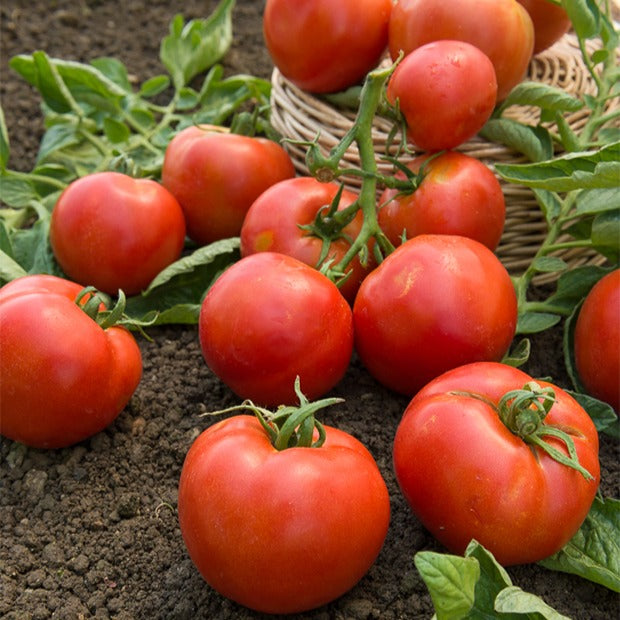 Tomate Montfavet 63/5 F1 - Solanum lycopersicum montfavet 63/5 f1 (obt. inra) - Saatgut