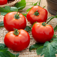 Fleischtomate Marktwunder - Solanum lycopersicum Merveille des Marchés - Bakker