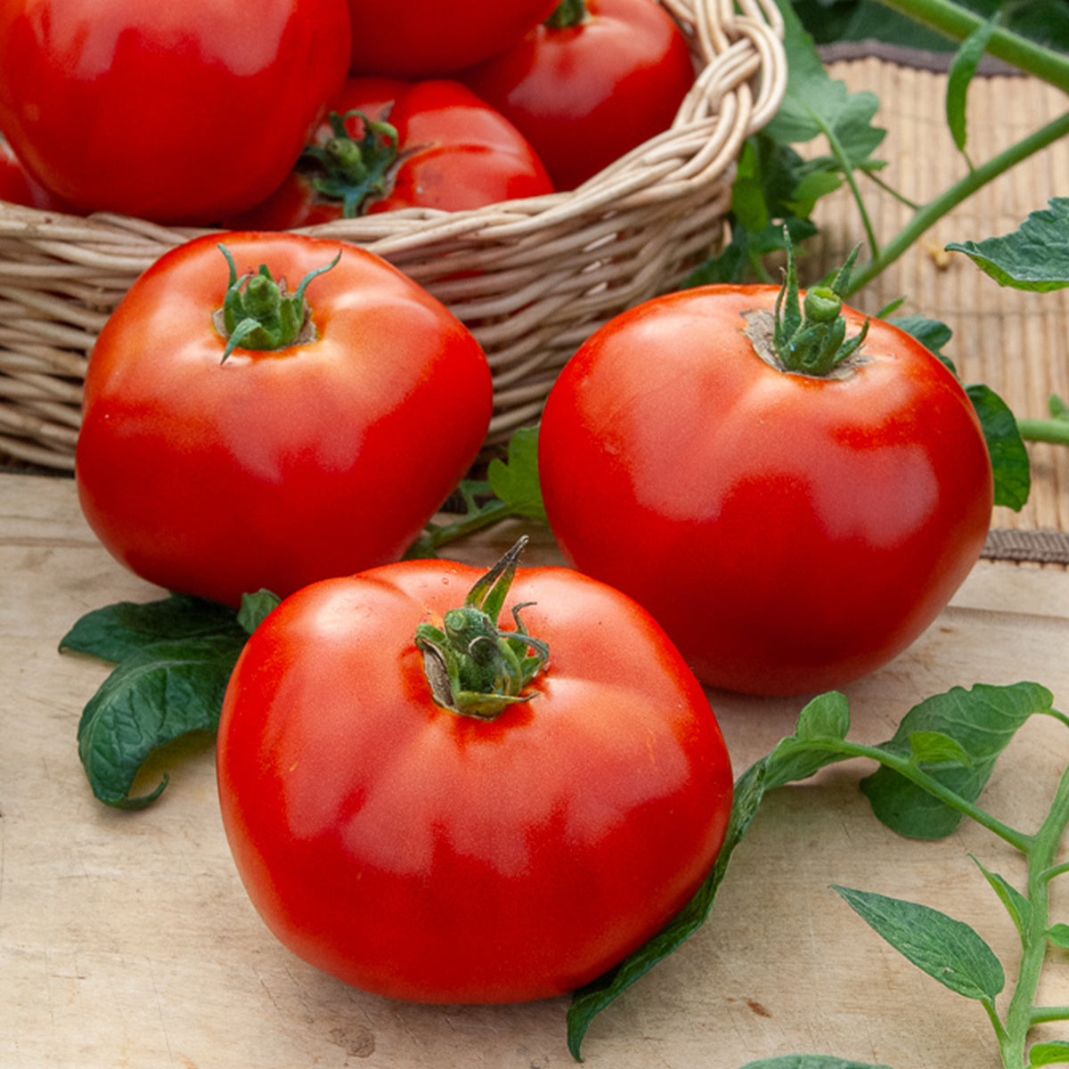 Fleischtomate Marktwunder - Bakker