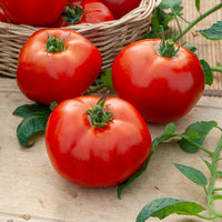 Samen für Tomaten - Sammlung von Tomaten - Collection 4 tomates : Rose de Berne, Roma, Merveille des marchés, Sw