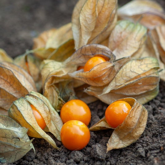 Kapstachelbeere - Bakker