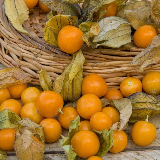 Kapstachelbeere - Bakker