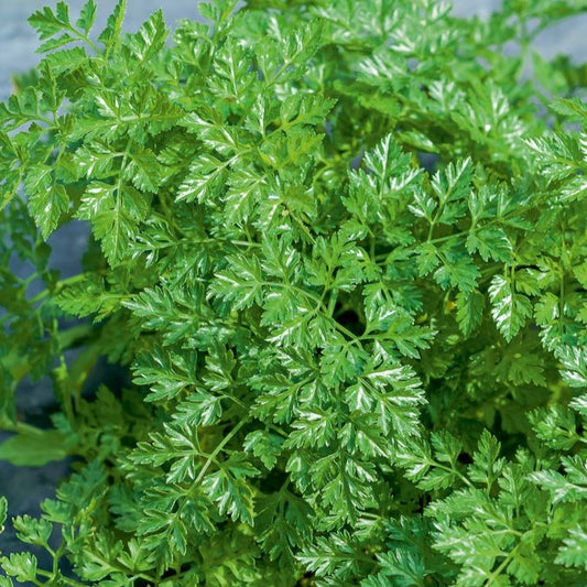 Gartenkerbel - Bakker