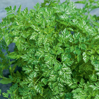 Verkauf Kräuter Mischung (Petersilie, Basilikum, Kerbel, Schnittlauch) - Collection de fines herbes (persil, basilic, cerfeuil, ciboulette)