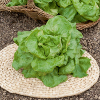 Kopfsalat Gärtnerstolz Du Bon Jardinier - Bakker