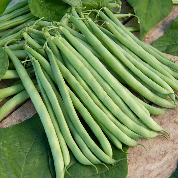 Verkauf Saatgut-Kollektion für Gemüsegarten (x7) - Samen für den Gemüsegarten