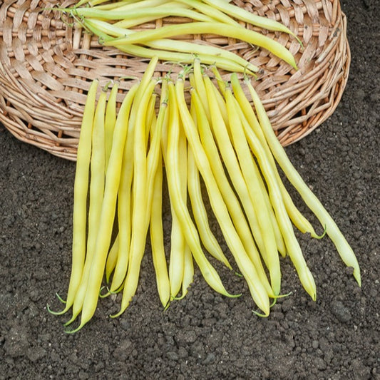 Buschbohne Beurre de Rocquencourt - Phaseolus vulgaris de rocquencourt - Saatgut