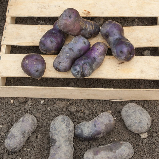 Kartoffel Bleue d'Artois ® (x10) - Bakker