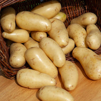 Kartoffel Amandine (x25) - Solanum tuberosum amandine - Bakker