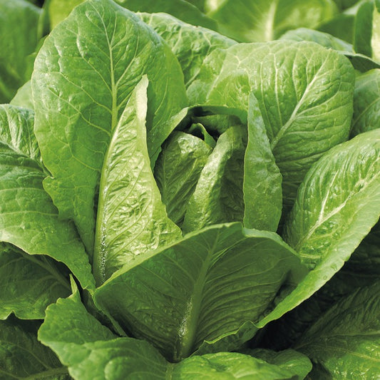 Römersalat Blonde Maraîchère - Bakker