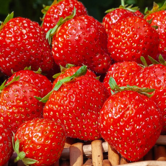 Erdbeere Mara des Bois - Bakker
