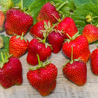 Erdbeere 'Gigantella Maxim' (x20) - Fragaria maxim - Bakker