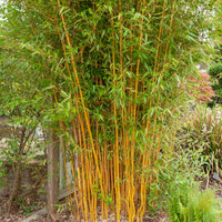 Phyllostachys aureosulcata aureocaulis - Riesenbambus 'Aureocaulis' - Bambus