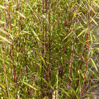 Roter bambus - Fargesia Jiuzhaigou genf - Bambus ohne Ausläufer