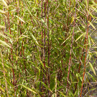 Bambus - Bambus-Sammlung: grün, gelb, rot (x3) - Phyllostachys bissetii, aureosulcata Aureocaulis, Fargesia scabrida Asian Wonder