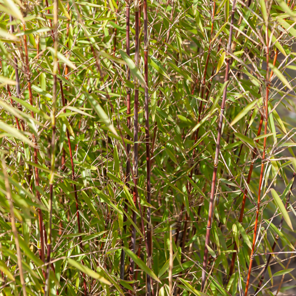 Bambus - Phyllostachys-Bambus-Kollektion (x3) - Phyllostachys bissetii, aureosulcata Aureocaulis, Fargesia scabrida Asian Wonder