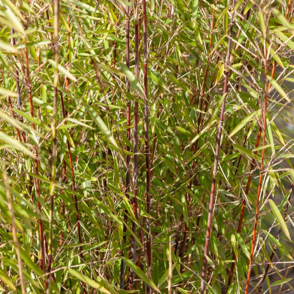 Gartenbambus, Pagoden-Hartriegel, Fächerahorn (x3) - Fargesia scabrida, cornus controversa, acer palmat - Sträucher