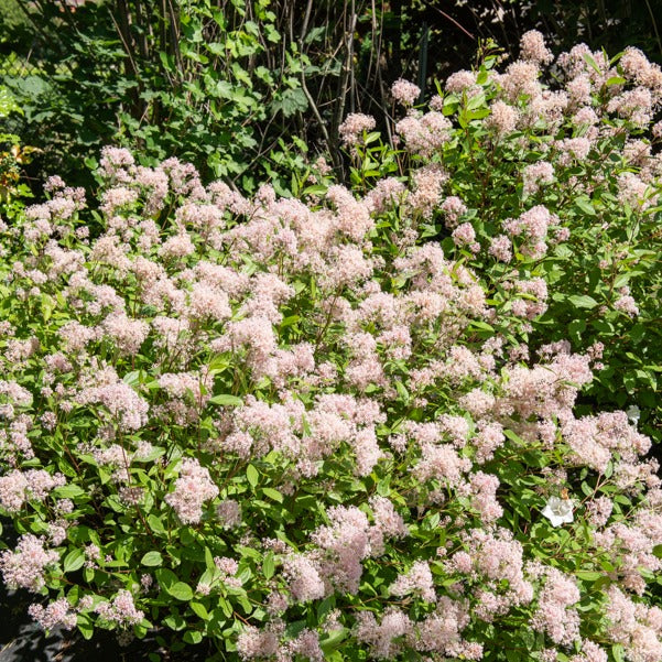 Ceanothus - Kalifornischer Flieder - Säckelblume Marie Simon - Ceanothus x pallidus marie simon