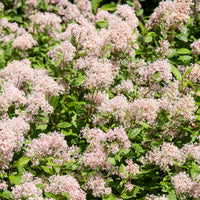 Verkauf Ceanothus-Sammlung (x2) - Ceanothus impressus victoria, ceanothus x pallidus
