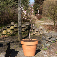 Mini-Aprikosenbaum