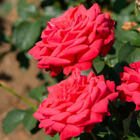 Stammrose Dame de Coeur - Rosa dame de coeur - Gartenpflanzen
