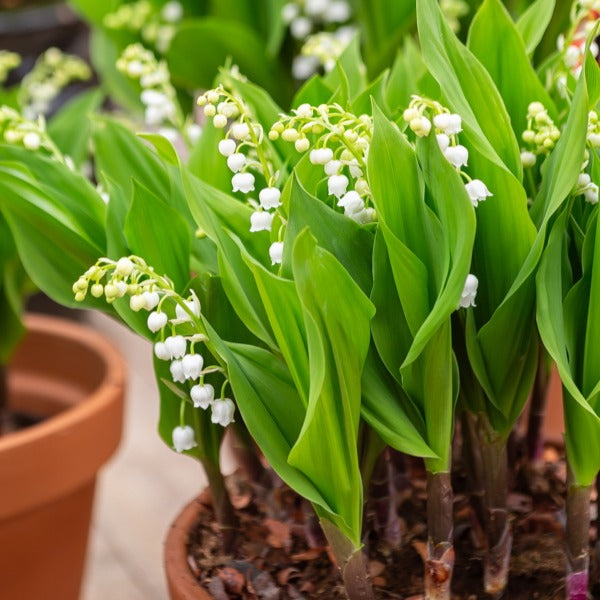 Maiglöckchen Mischung (3 Weiß + 3 Rosa + 3 Riesen Bordeaux) (x 9) - Convallaria majalis - Sträucher und Stauden