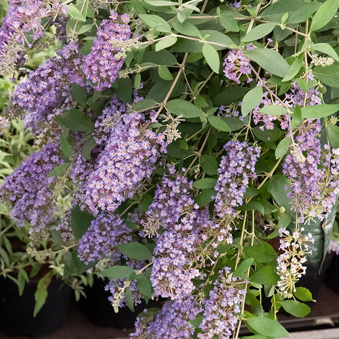 Buddleja dreaming lavender - Schmetterlingsflieder Dreaming Lavender - Schmetterlingsstrauch - Buddleja