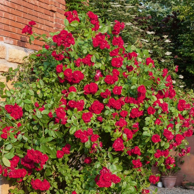 Rosa - Rote Kletterrose - Kletterrosen