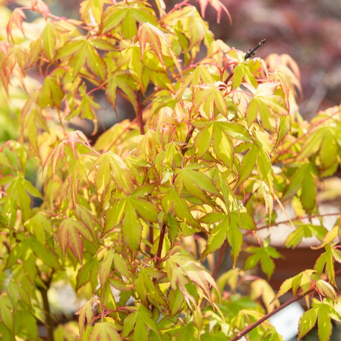 Fächerahorn 'Katsura' - Acer palmatum katsura - Gartenpflanzen