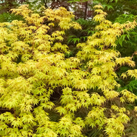 Fächerahorn 'Katsura' - Acer palmatum katsura - Pflanzensorten