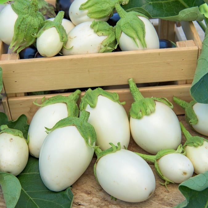 Samen für den Gemüsegarten - Aubergine Blanche ronde à oeufs - Solanum melongena blanche ronde à oeufs