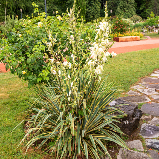 Panaschierte Palmlilie - Yucca filamentosa Bright Edge