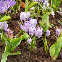 Krokus 'Pickwick' (x15) - Crocus vernus pick wick - Bakker