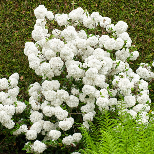 Schneeball Eskimo auf Stamm - Viburnum eskimo - Gartenpflanzen