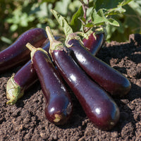 Aubergine Violette de Barbentane - Solanum melongena violette de barbentane - Saatgut