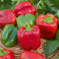 Capsicum annuum California Wonder - Paprika Capsicum 'California Wonder' - Samen für Chili