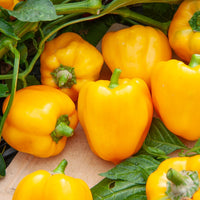 Samen für Chili - Paprika Capsicum 'Yellow California Wonder' - Capsicum annuum California Wonder yellow