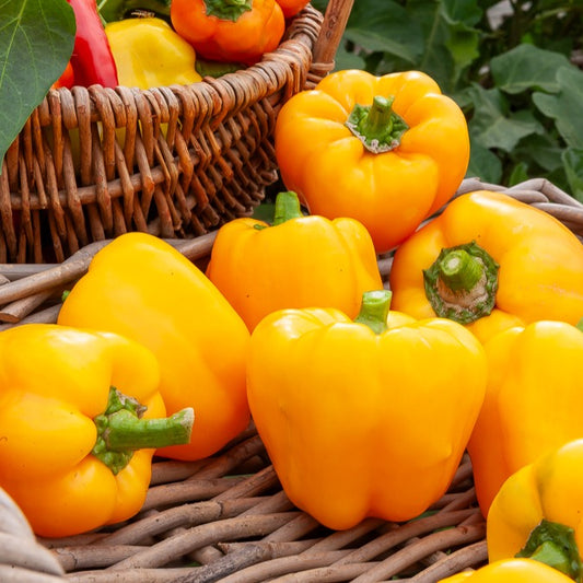 Paprika Capsicum 'Yellow California Wonder' - Bakker