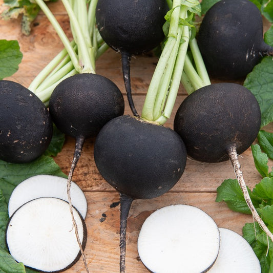 Winterrettich Noir Gros Rond d'Hiver - Bakker