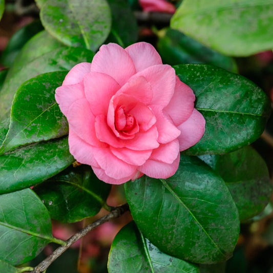 Japanische Kamelie rosa - Bakker