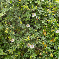 Passionsblume - Passiflora caerulea