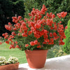 Lagerströmie rot - Lagerstroemia indica Red Imperator - Sträucher