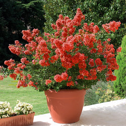 Lagerströmie rot - Bakker