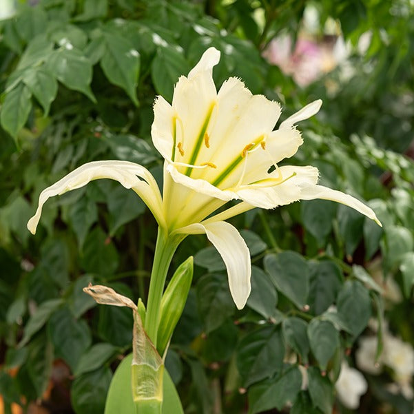 Ismene 'Sulphur Queen' (x2) - Hymenocallis festalis sulphur queen - Blumenzwiebeln