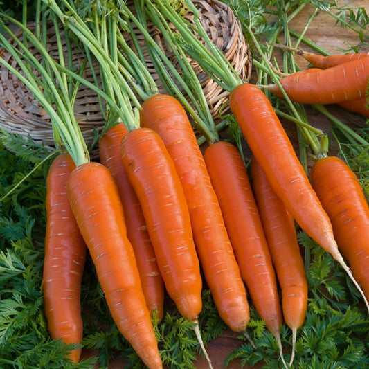 Karotte Berlicum 2 - Bakker