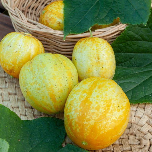 Runde Gurke Lemon - Bakker