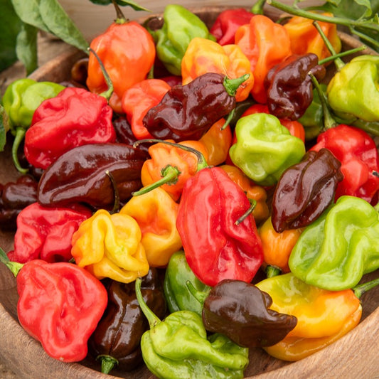 Habanero Chili - Bakker