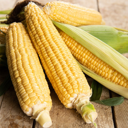 Zuckermais Golden Bantam Bio - Bakker